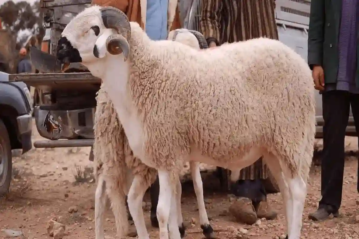 كم سعر الأضاحي في أسواق الماشية في السعودية؟