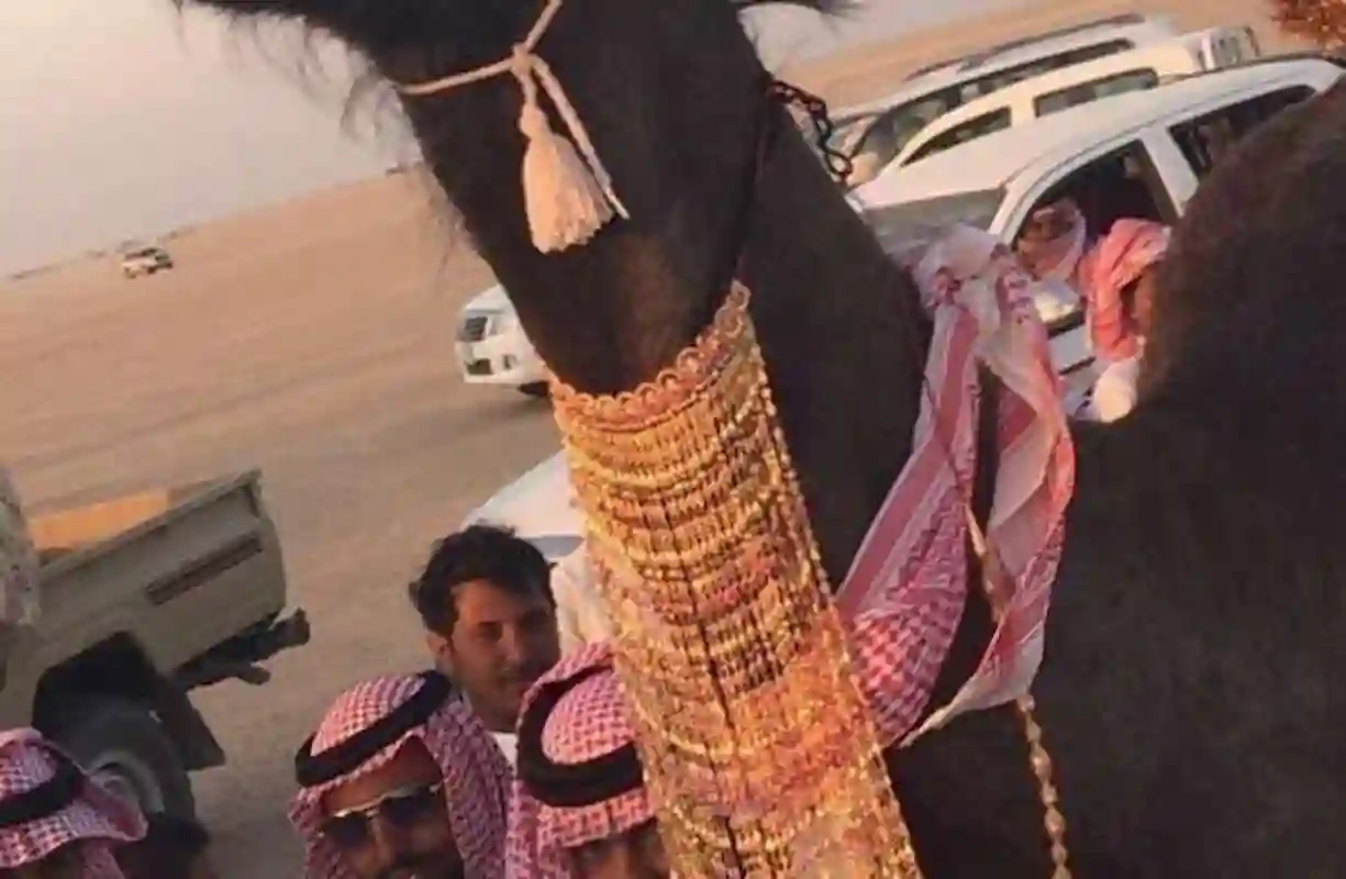 شاب سعودي يُهدي ناقته عقد من كارتيه