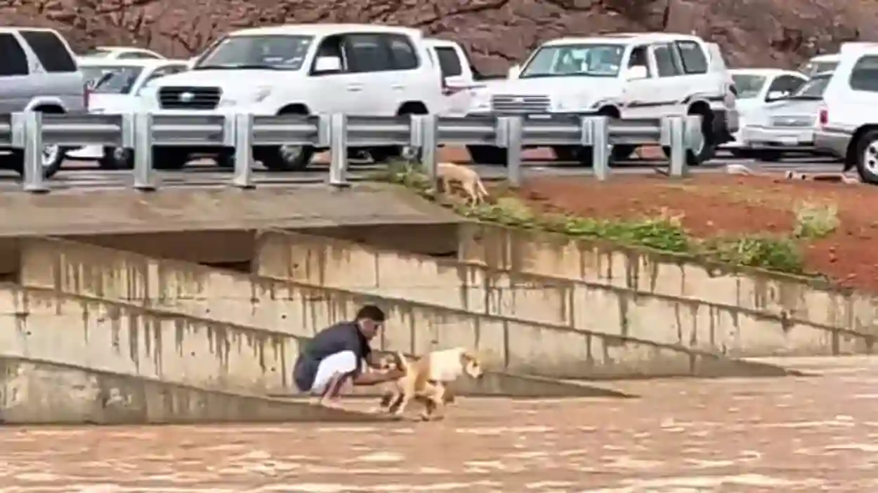 شاب سعودي ينقذ كلب من الغرق بعد سيول حائل