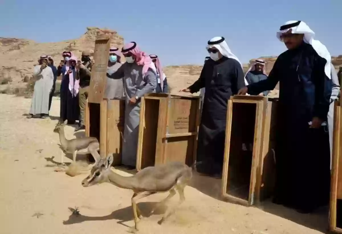 أفضل المحميات الطبيعية ومناطق الحياة البرية في السعودية