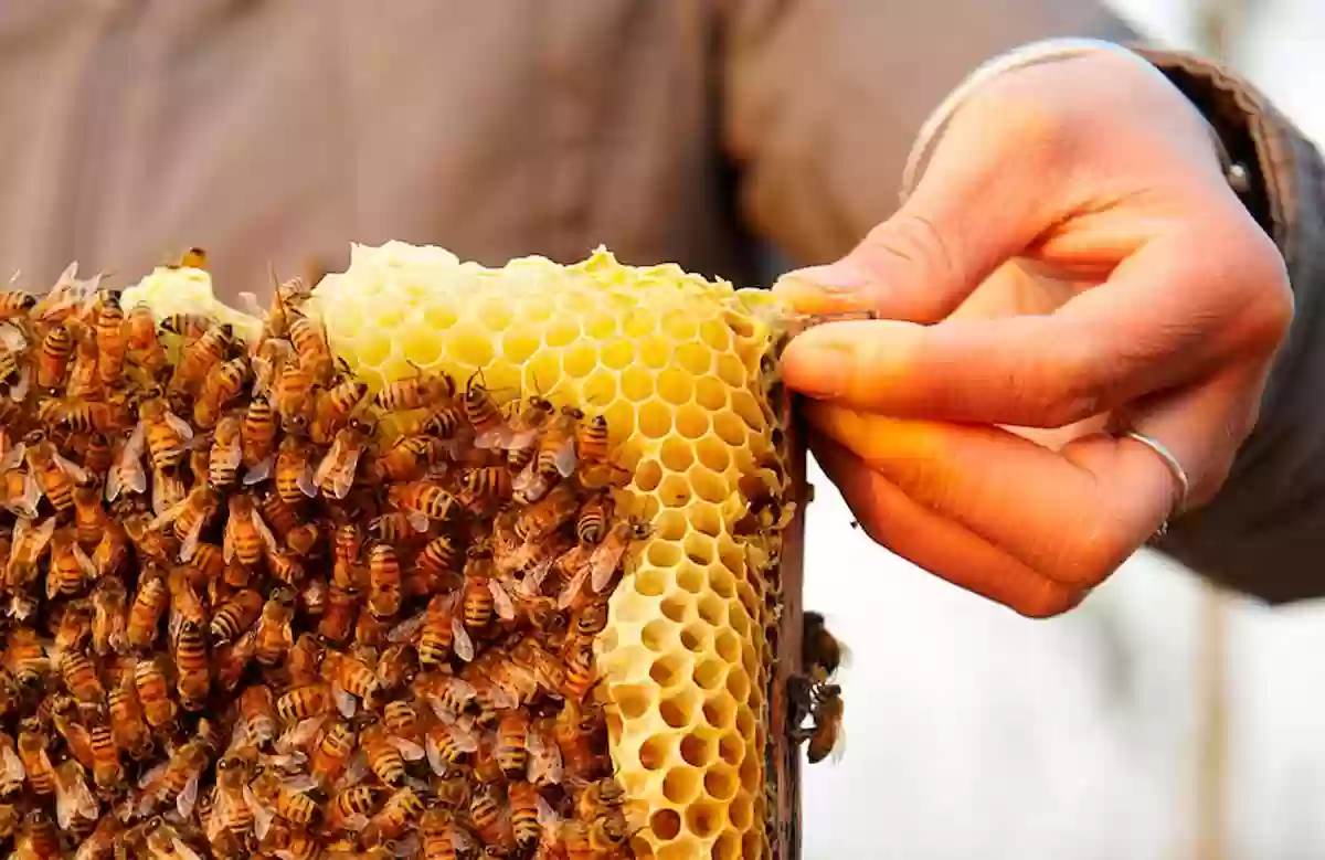 النحالين المحليين يعانوا بسبب العسل المستورد والمستهلك لا يعرف